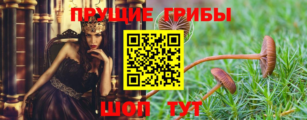 Псилоцибиновые грибы GOLDEN TEACHER Сургут